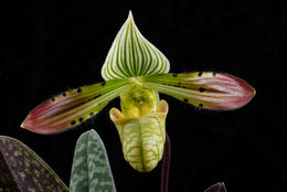 Image of Charming Paphiopedilum