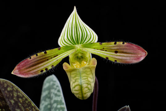 Image de Paphiopedilum venustum (Wall. ex Sims) Pfitzer