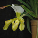 Sivun Paphiopedilum villosum (Lindl.) Stein kuva