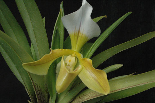 Sivun Paphiopedilum villosum (Lindl.) Stein kuva