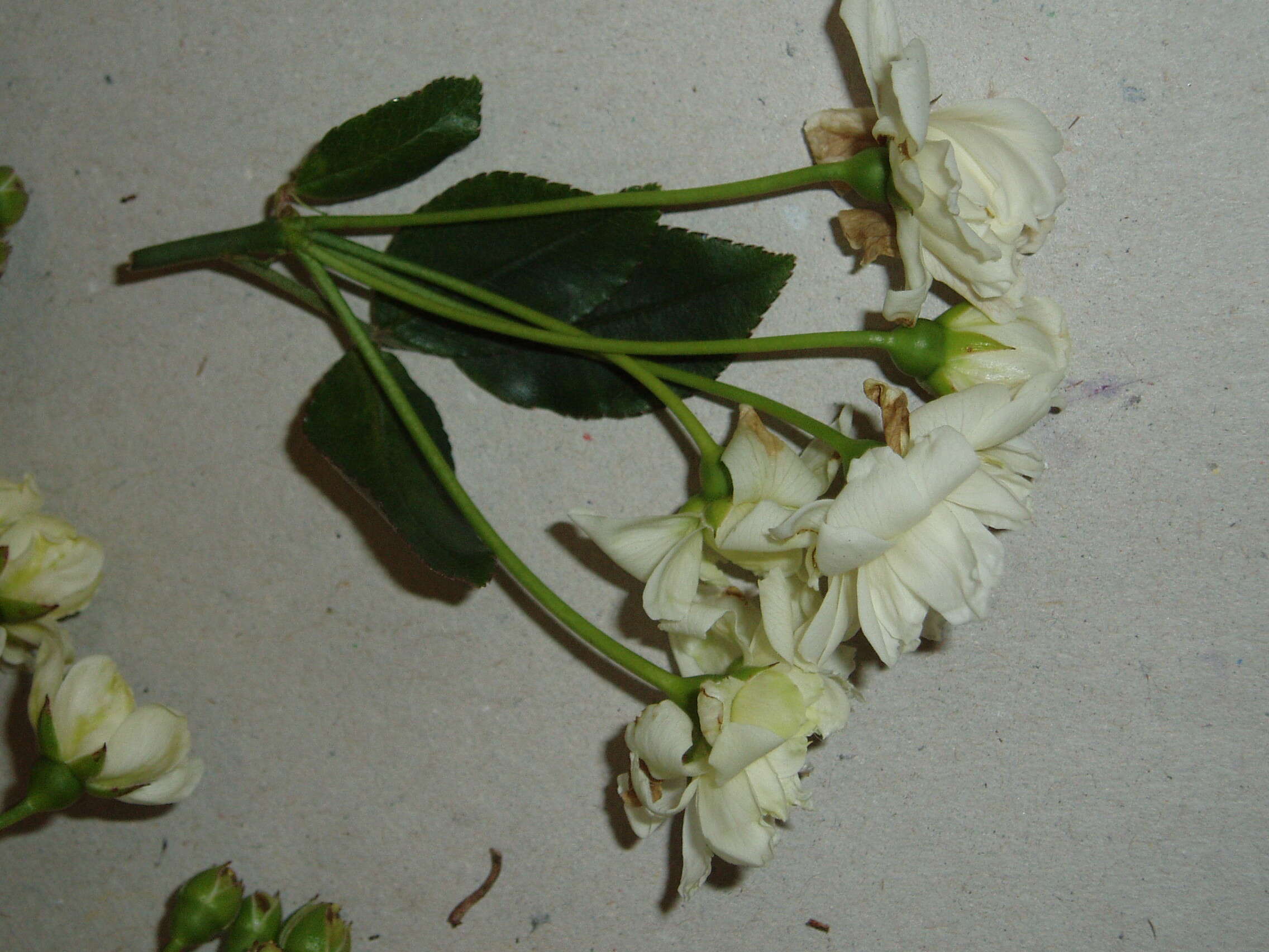 Image of Banks’ Rose