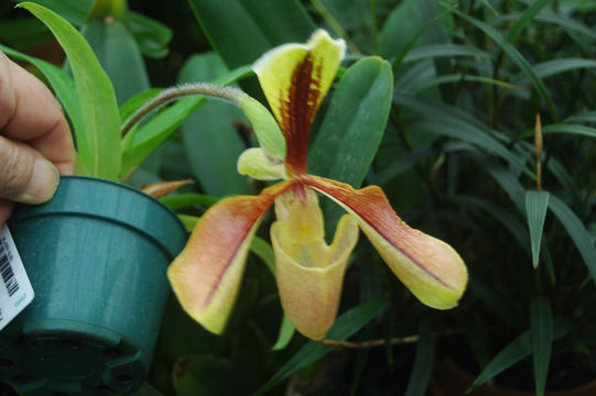 Sivun Paphiopedilum villosum (Lindl.) Stein kuva