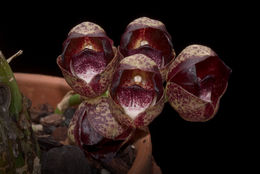Image of Dove orchids
