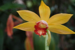 Image of Swamp orchids