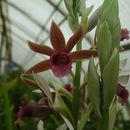 Phaius tankervilleae (Banks) Blume resmi