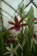 Image de Phaius tankervilleae (Banks) Blume