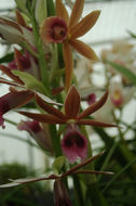 Image of Swamp orchid