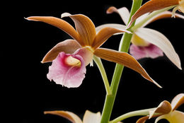 Image de Phaius tankervilleae (Banks) Blume