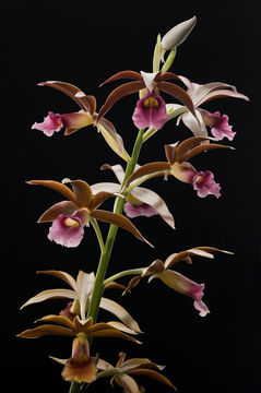 Image of Swamp orchid