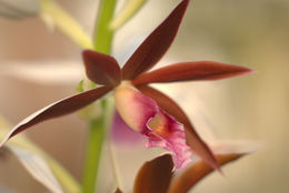 Image of Swamp orchid