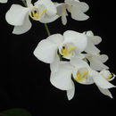 Plancia ëd Phalaenopsis amabilis (L.) Blume