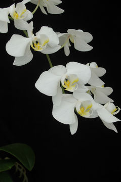 Phalaenopsis amabilis (L.) Blume resmi