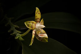 Image of Phalaenopsis amboinensis J. J. Sm.