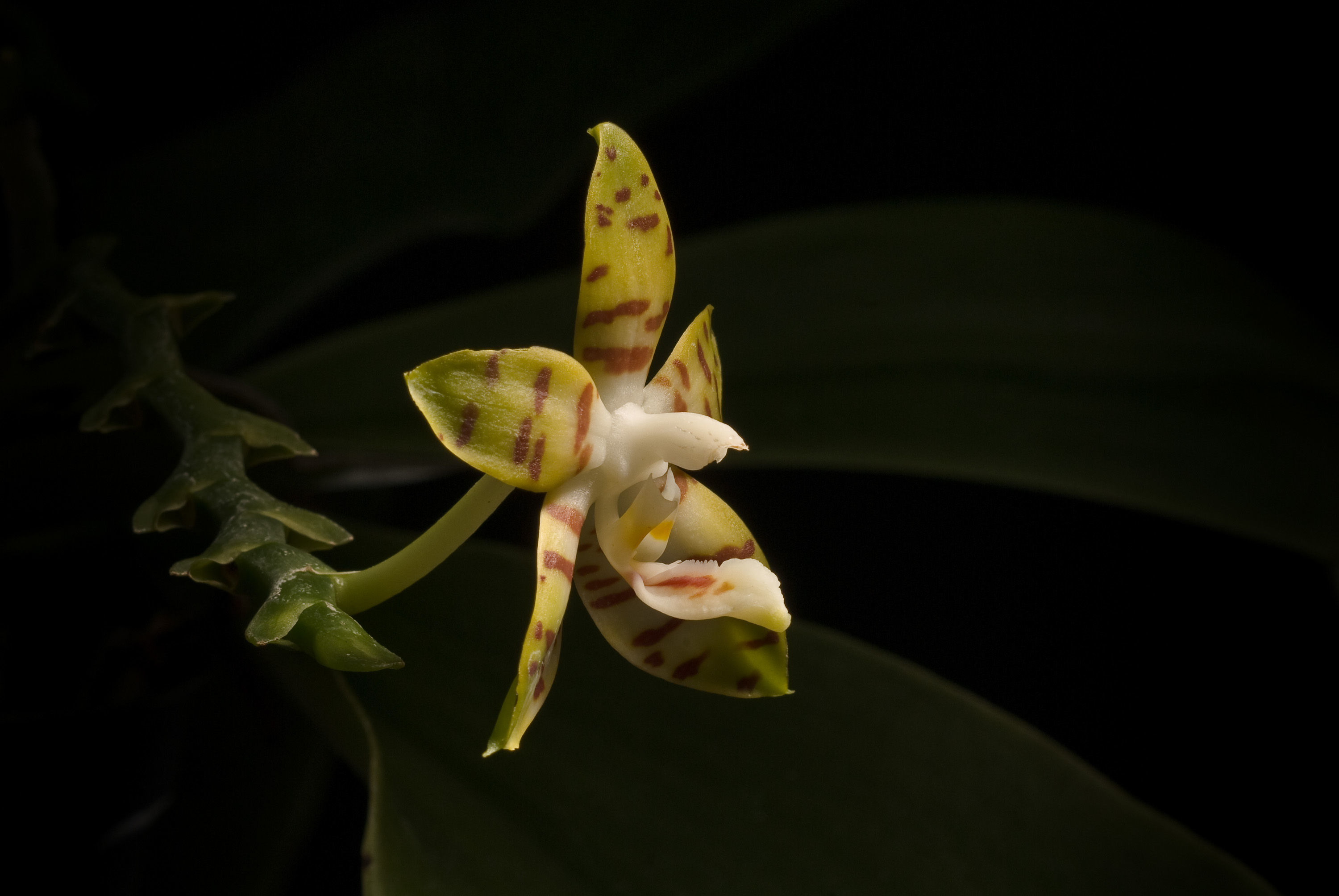 Image of Phalaenopsis amboinensis J. J. Sm.