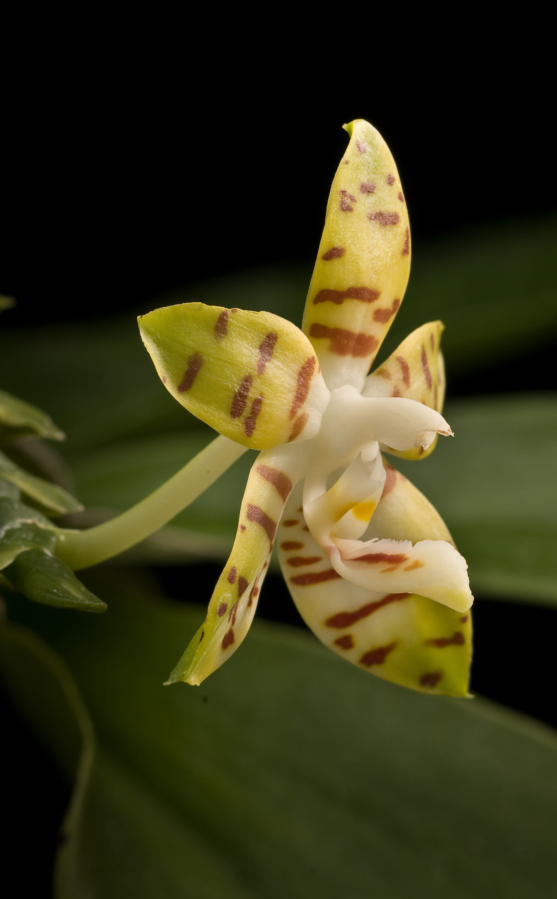 Image of Phalaenopsis amboinensis J. J. Sm.