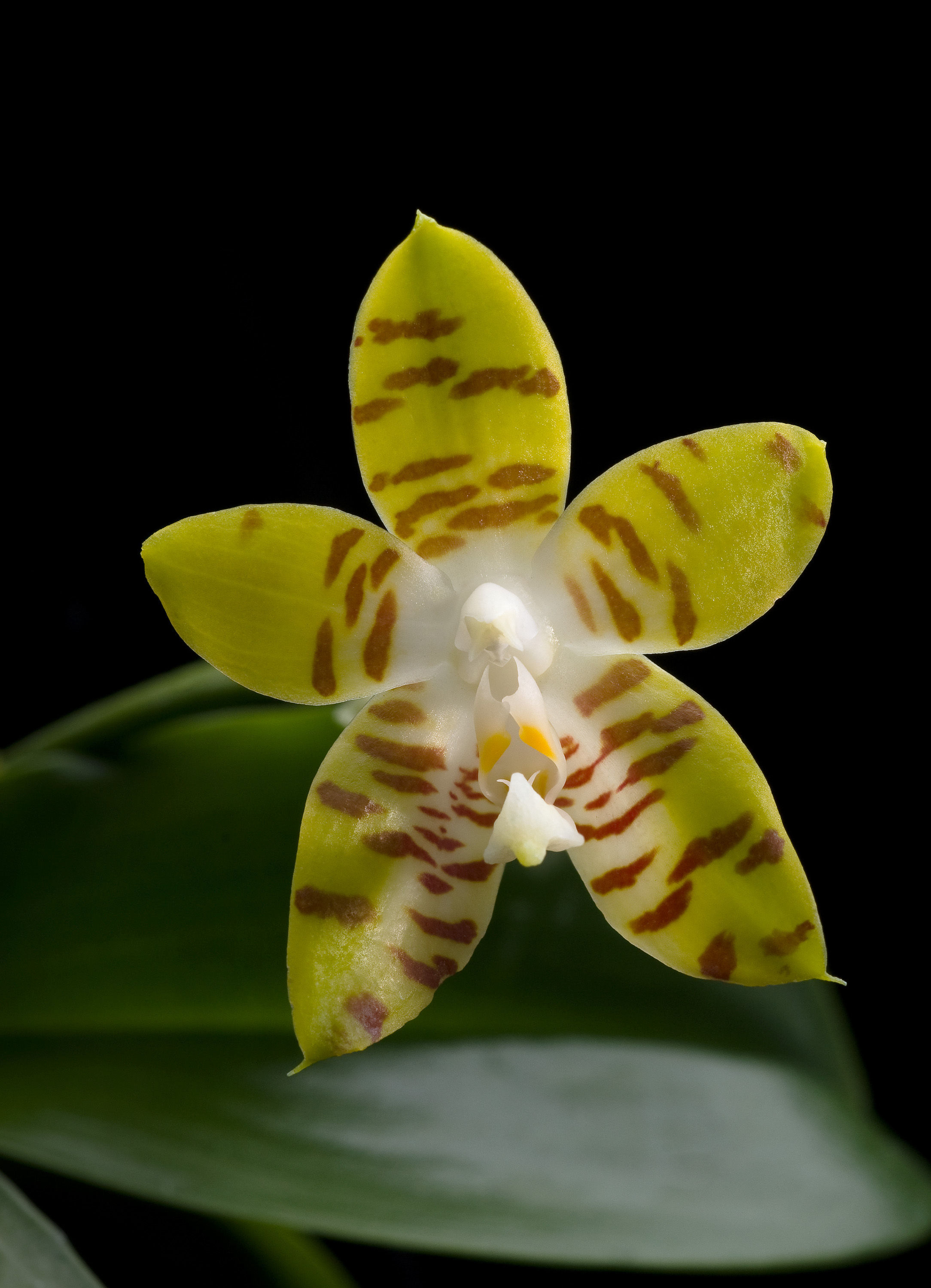 Image of Phalaenopsis amboinensis J. J. Sm.