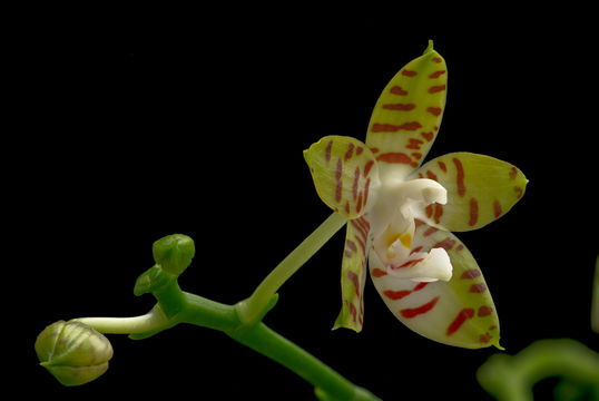 Image of Phalaenopsis amboinensis J. J. Sm.