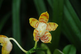 Image of Phalaenopsis amboinensis J. J. Sm.