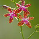 Image de Phalaenopsis bastianii O. Gruss & Roellke