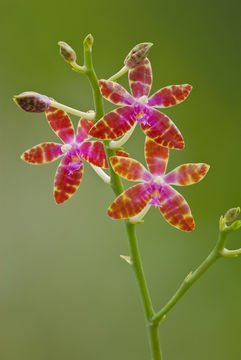 Image of Phalaenopsis bastianii O. Gruss & Roellke