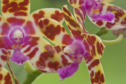 Imagem de Phalaenopsis bastianii O. Gruss & Roellke