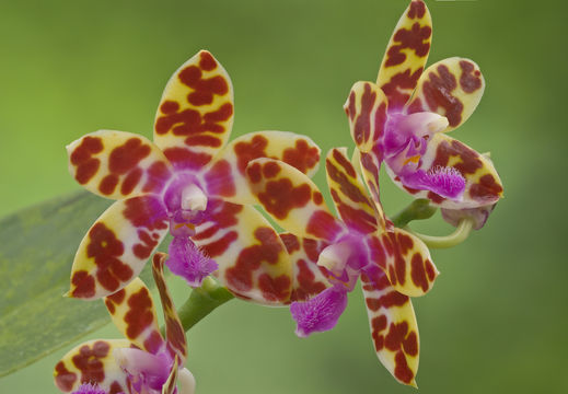 Image of Phalaenopsis bastianii O. Gruss & Roellke