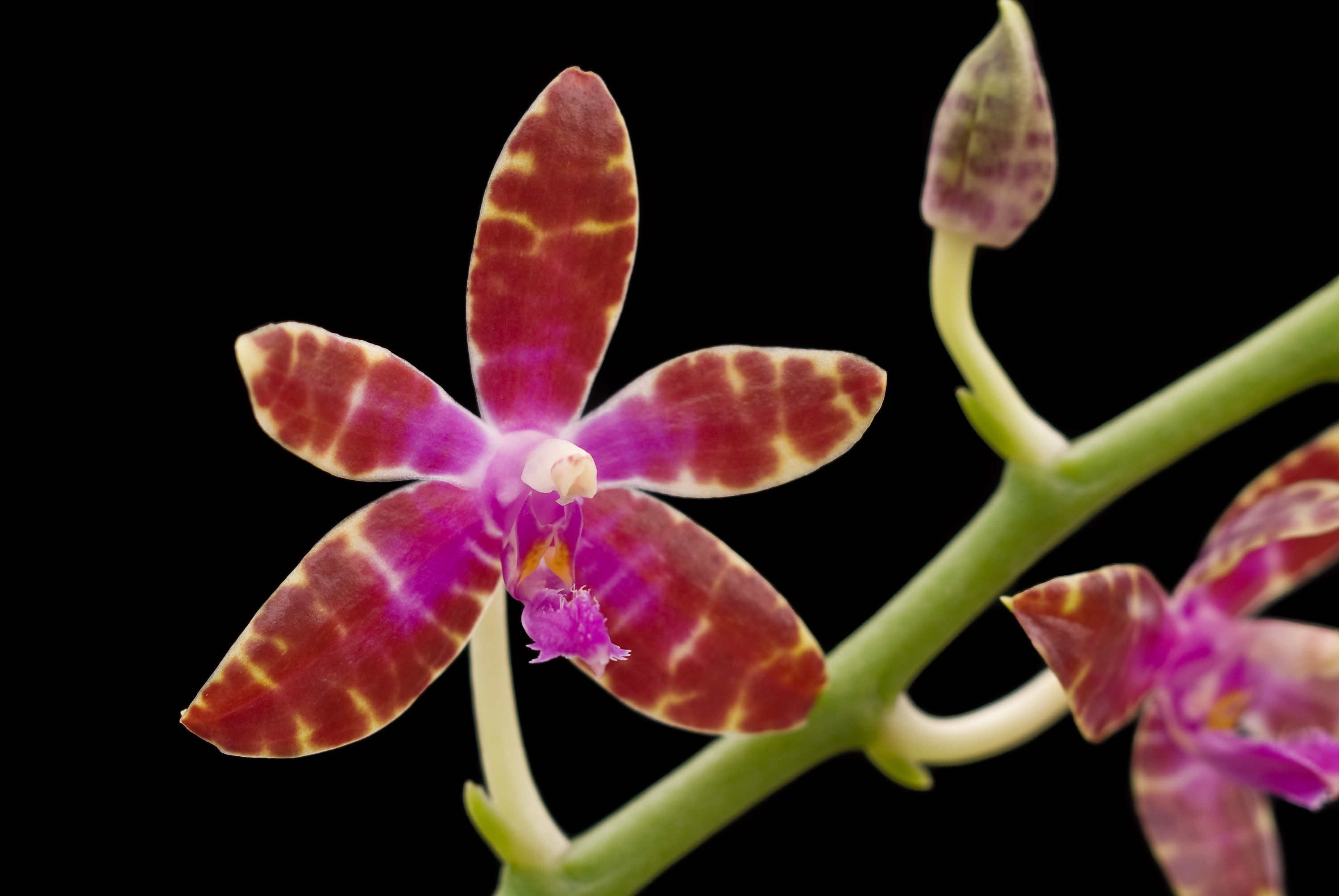 Image of Phalaenopsis bastianii O. Gruss & Roellke