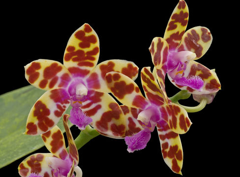 Image of Phalaenopsis bastianii O. Gruss & Roellke