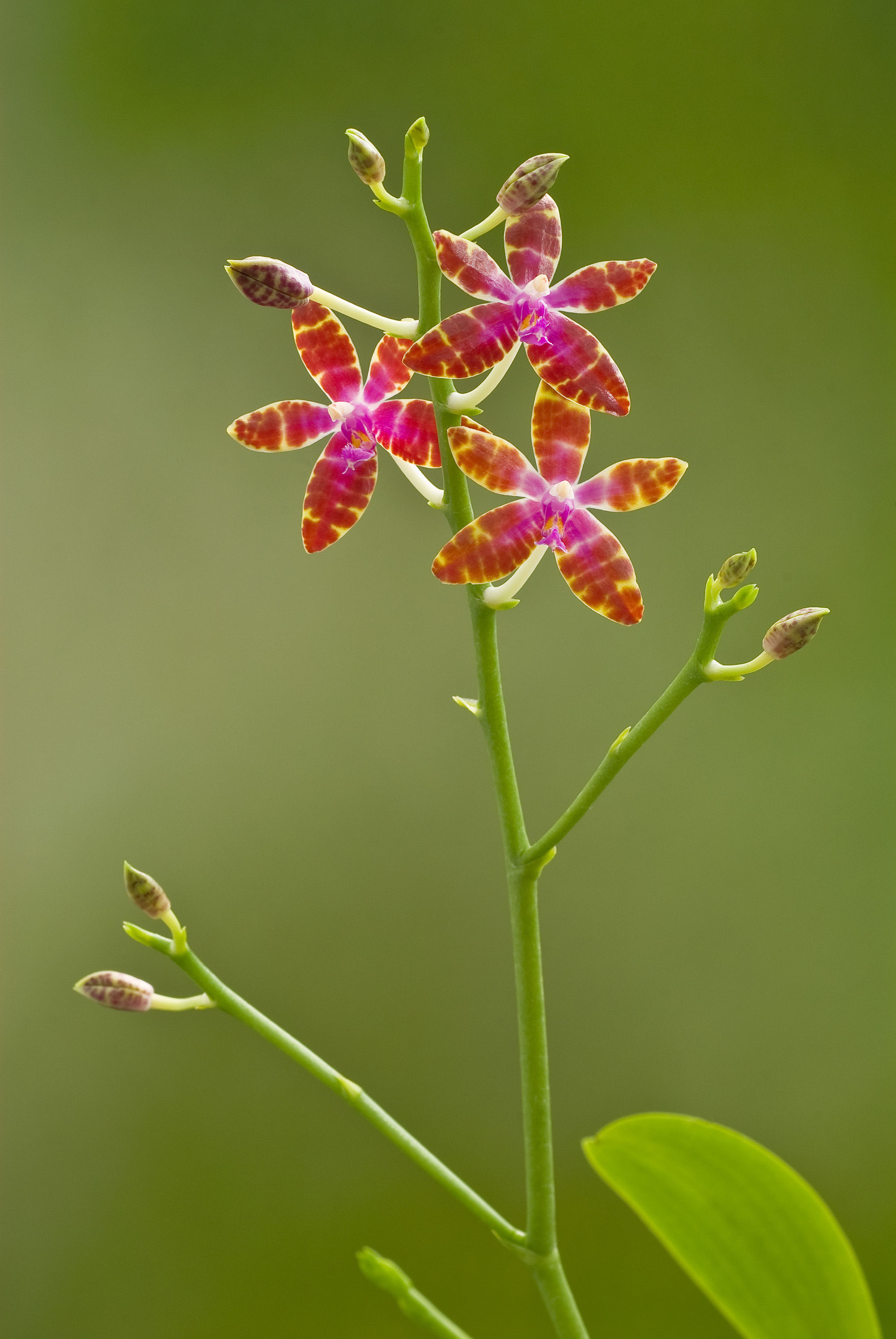 Image of Phalaenopsis bastianii O. Gruss & Roellke