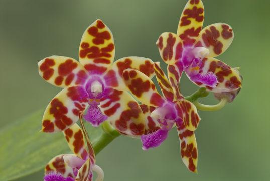 Image of Phalaenopsis bastianii O. Gruss & Roellke