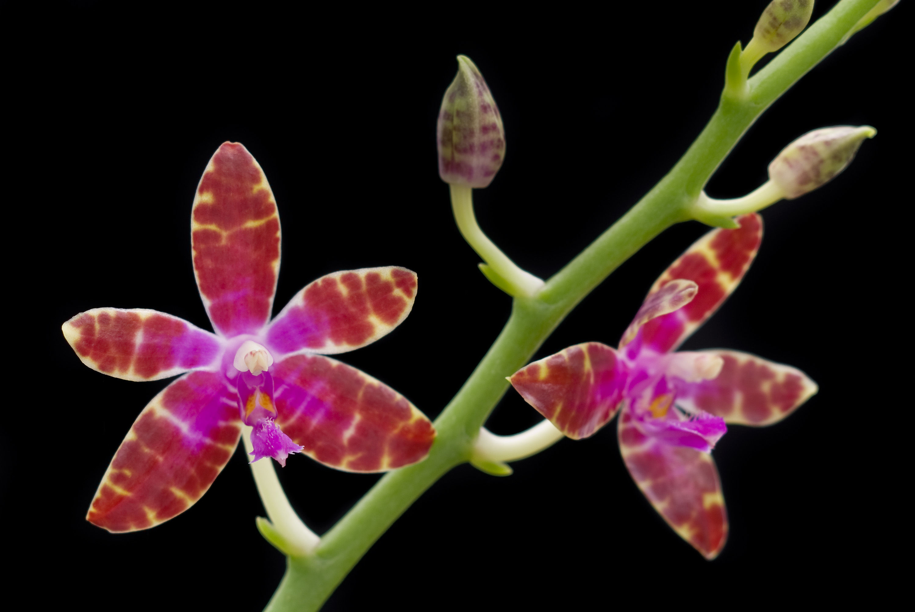 Image of Phalaenopsis bastianii O. Gruss & Roellke