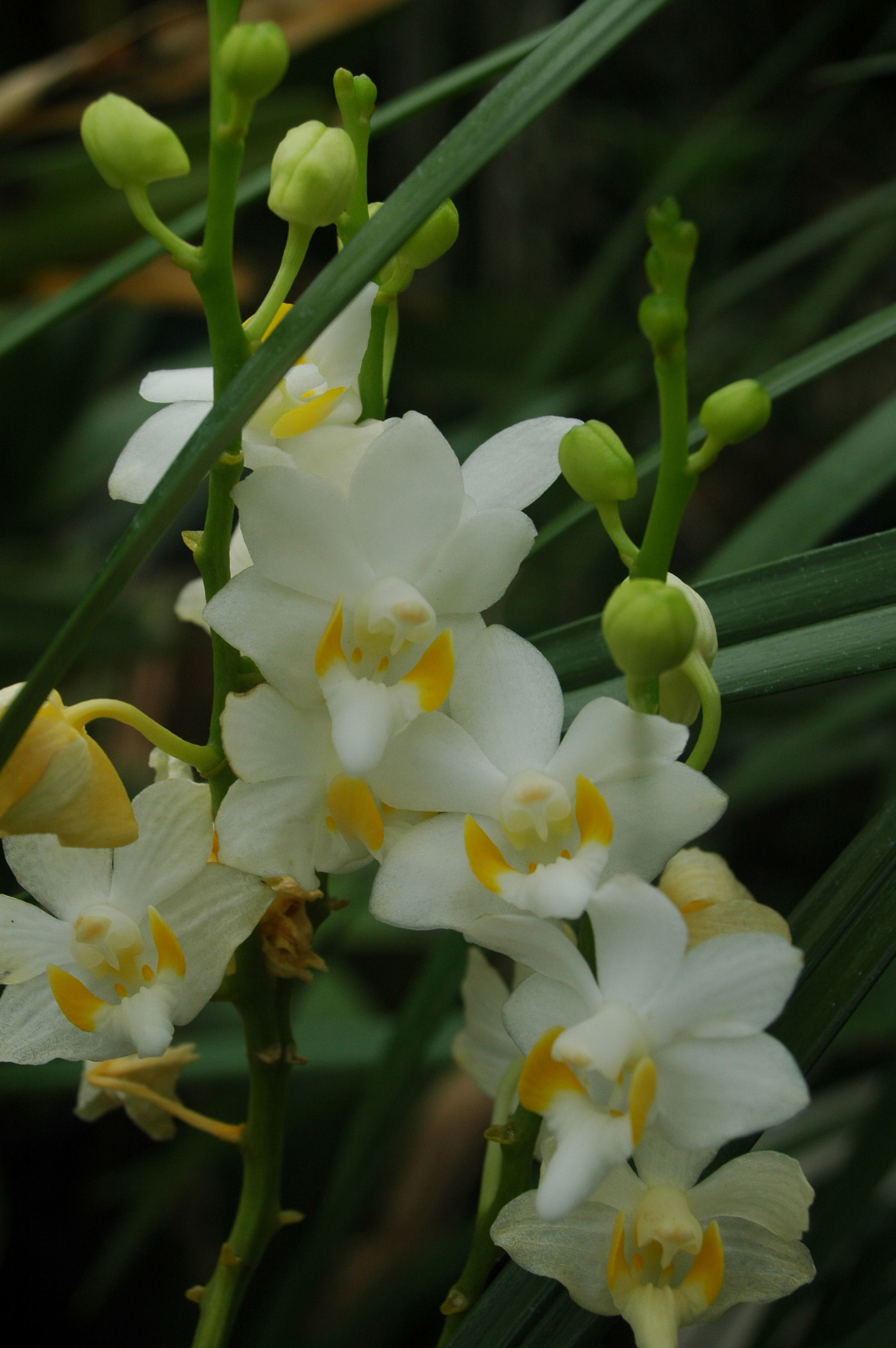 Image of Phalaenopsis bastianii O. Gruss & Roellke