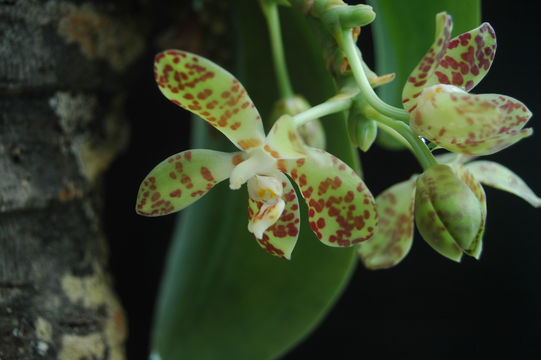 Image of Phalaenopsis doweryensis Garay & Christenson