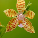 Image of Phalaenopsis fasciata Rchb. fil.