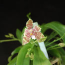 Image of Phalaenopsis hieroglyphica (Rchb. fil.) H. R. Sweet
