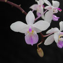 Image of Phalaenopsis lindenii Loher