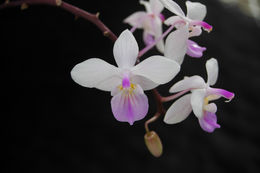 Imagem de Phalaenopsis lindenii Loher