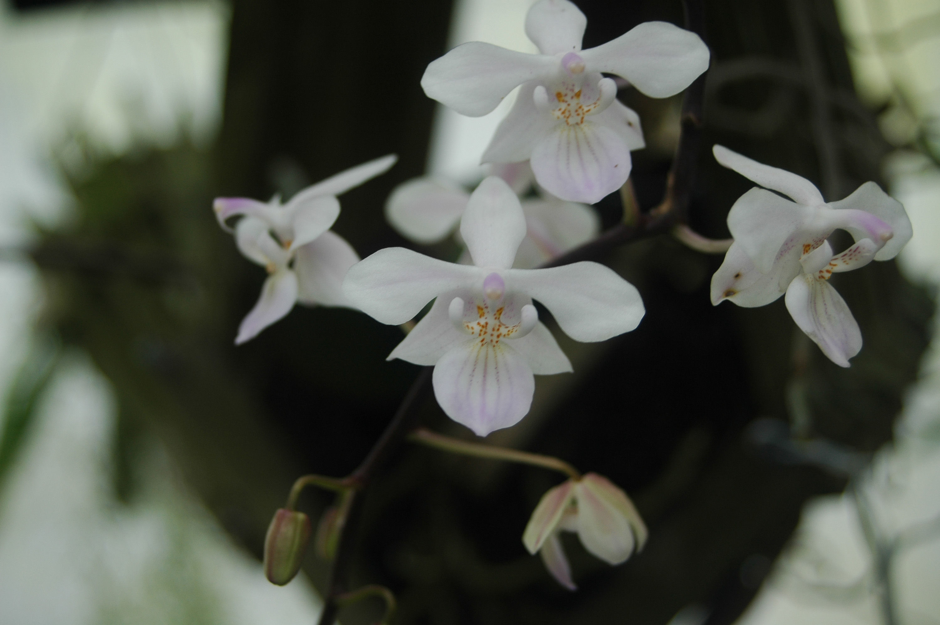 Imagem de Phalaenopsis lindenii Loher