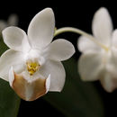 Image de Phalaenopsis lobbii (Rchb. fil.) H. R. Sweet