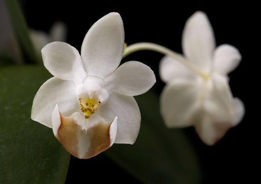 Image of Phalaenopsis lobbii (Rchb. fil.) H. R. Sweet