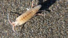 Image of California beach flea