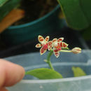 Image of Phalaenopsis maculata Rchb. fil.