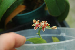 Phalaenopsis maculata Rchb. fil.的圖片