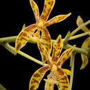 Image of Phalaenopsis mannii Rchb. fil.