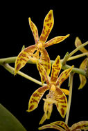 Image of Phalaenopsis mannii Rchb. fil.