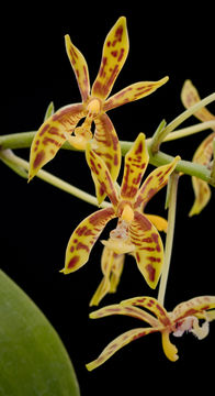 Image of Phalaenopsis mannii Rchb. fil.