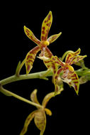 Image of Phalaenopsis mannii Rchb. fil.