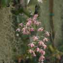 Image of Phalaenopsis mariae