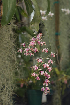 Image of Phalaenopsis mariae