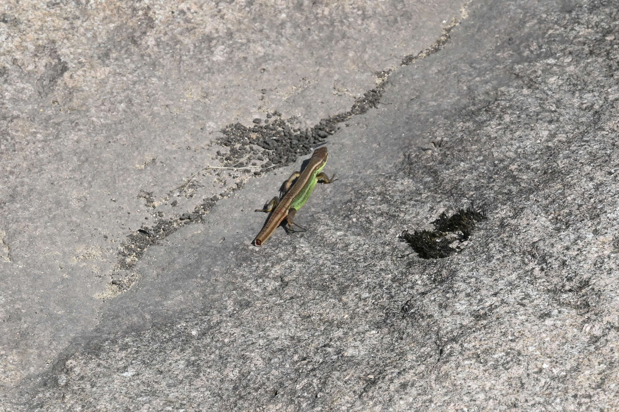 Image of China Grass Lizard